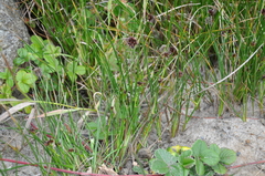 Juncus phaeocephalus