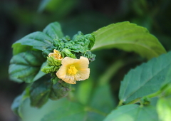 Sida acuta