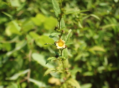 Sida acuta