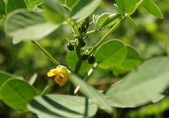 Senna
