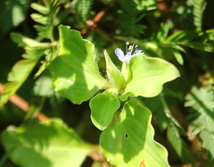 Commelina benghalensis