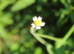 Tridax procumbens