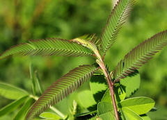 Mimosa pudica