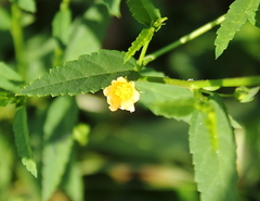 Sida acuta