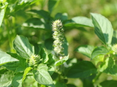 Ocimum × africanum