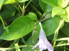 Ruellia tuberosa