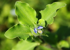 Commelina benghalensis