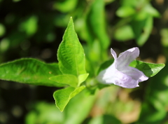Ruellia tuberosa