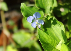 Commelina benghalensis