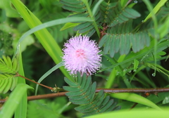 Mimosa pudica