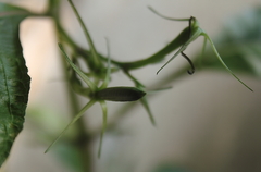 Ruellia tuberosa