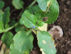 Commelina benghalensis