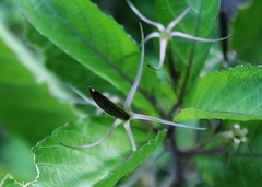 Ruellia tuberosa