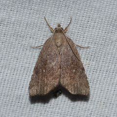 Cutina albopunctella