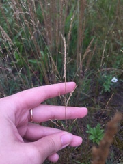 Agrostis vinealis