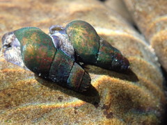 Juga plicifera