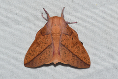 Syssphinx bisecta