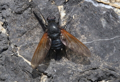 Satyramoeba hetrusca