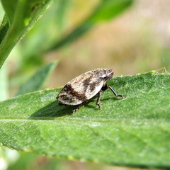 Lepyronia coleoptrata