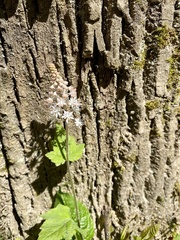Tiarella nautila