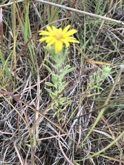 Heterotheca scabrifolia