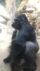 Gorilla gorilla