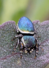 Sassacus papenhoei