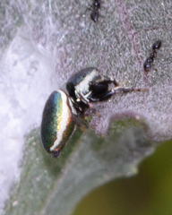 Sassacus papenhoei