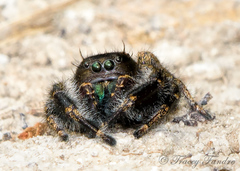 Phidippus texanus