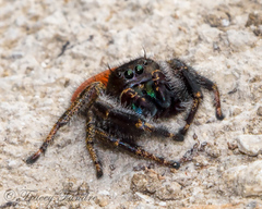 Phidippus texanus