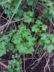 Ribes glandulosum