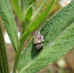 Lepyronia coleoptrata