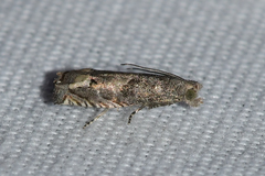 Epiblema minutana