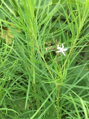 Amsonia