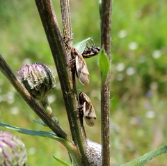 Lepyronia coleoptrata