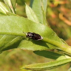 Lepyronia coleoptrata
