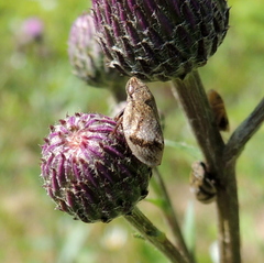 Lepyronia coleoptrata