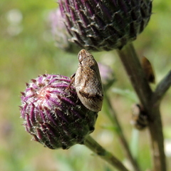 Lepyronia coleoptrata