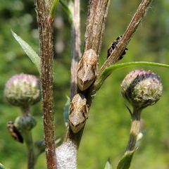 Lepyronia coleoptrata