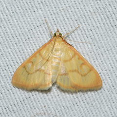 Helvibotys helvialis