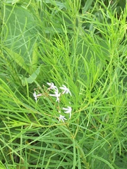 Amsonia