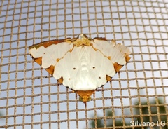 Eulepidotis testaceiceps