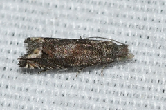 Epiblema minutana