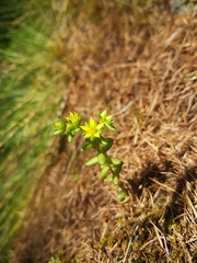 Sedum annuum