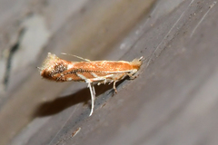 Cameraria quercivorella