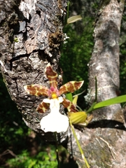 Oncidium leucochilum