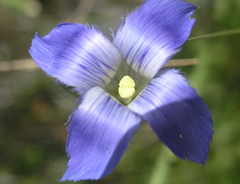 Gentianopsis macrantha