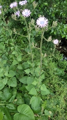 Cicerbita macrophylla