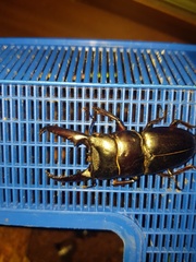 Serrognathus titanus