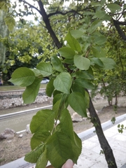 Prunus cerasifera